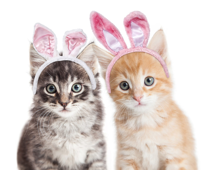 Digital tillgänglighet - Beskriv bilder och grafiskt innehåll med text och alt-taggar: Två bedårande kattungar med påskhareöron  - Limetta Digitalbyrå
