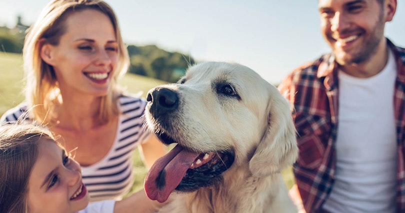 Vetapotek.se - en e-handel med djuren i fokus på Episerver Commerce Vetapotek.se - en e-handel med djuren i fokus på Episerver Commerce