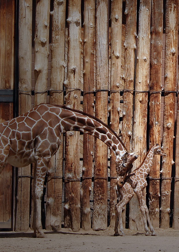 Nudging -  Knuffa dina kunder till rätt beslut - Limetta Digitalbyrå