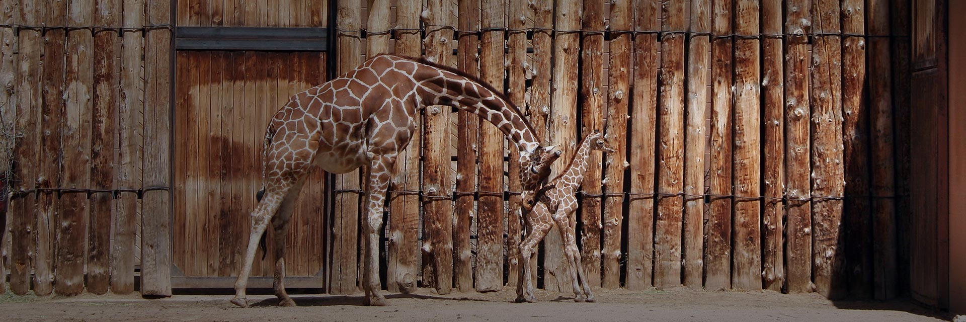 Nudging -  Knuffa dina kunder till rätt beslut - Limetta Digitalbyrå